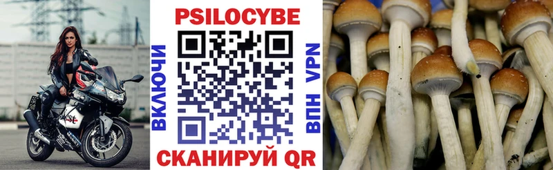 закладка  Коряжма  Псилоцибиновые грибы прущие грибы 